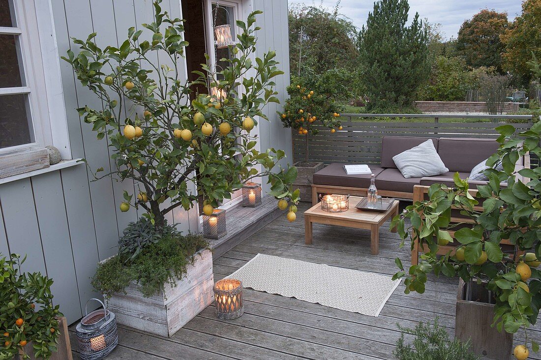 Citrus terrace with evening atmosphere, Citrus limon