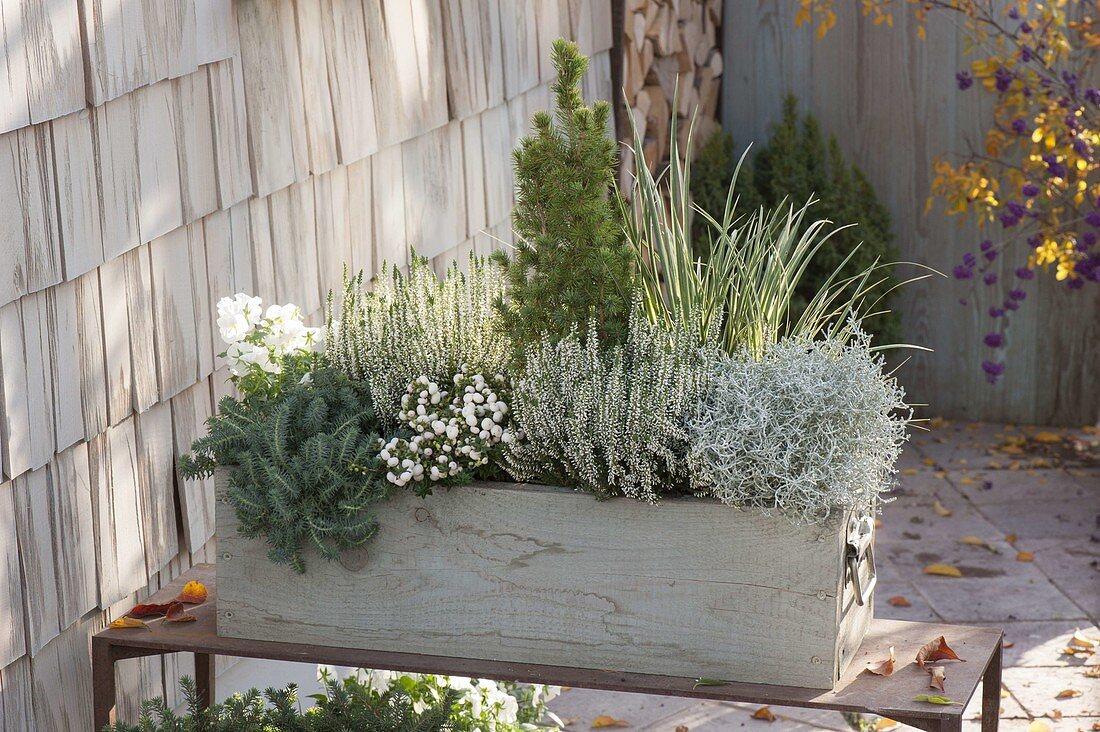 Gray-white planted wooden box with Calluna 'Alicia'