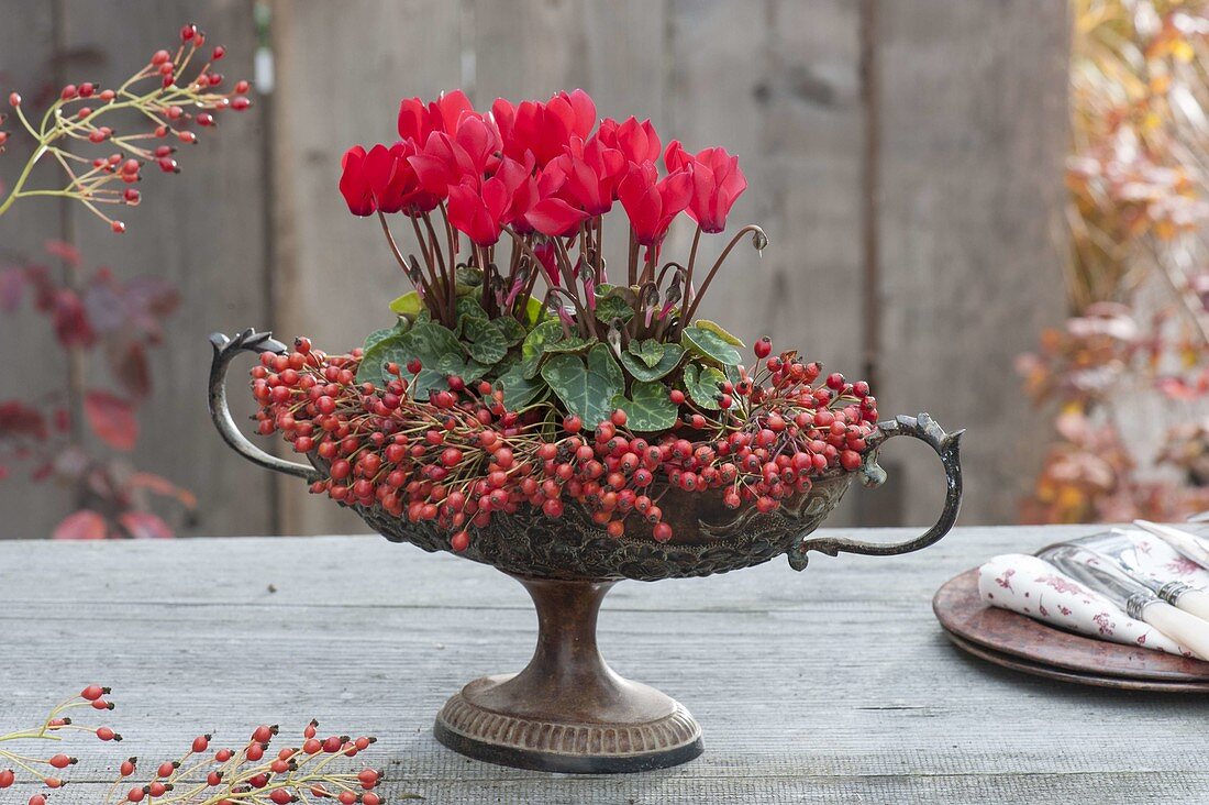 Old fruit bowl with foot planted with Cyclamen, Rosa