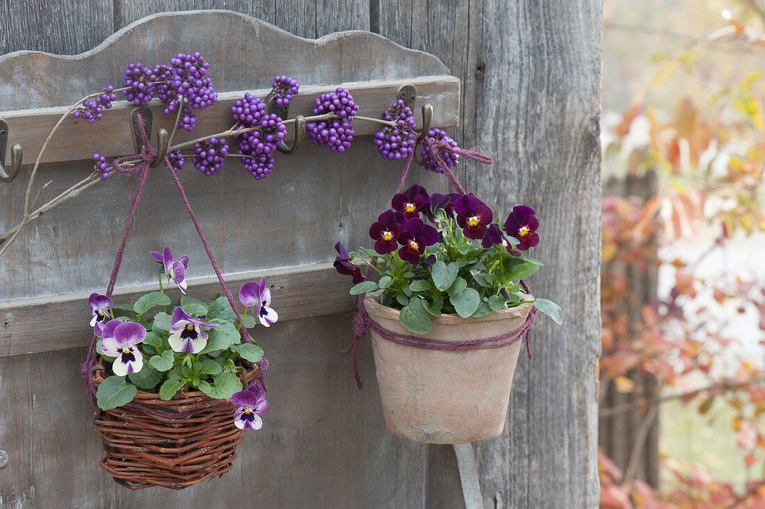 Viola cornuta (horn violet) in terracotta pot and basket