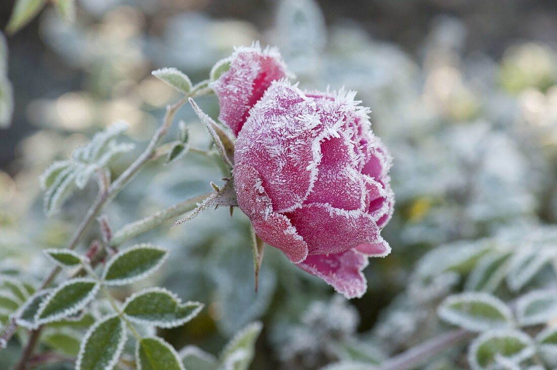 Frozen Rose Blossom Pink (Rose)