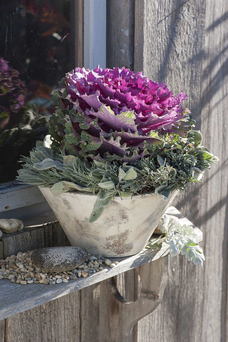 Violet cabbage (Brassica) with lavender wreath (Lavandula)