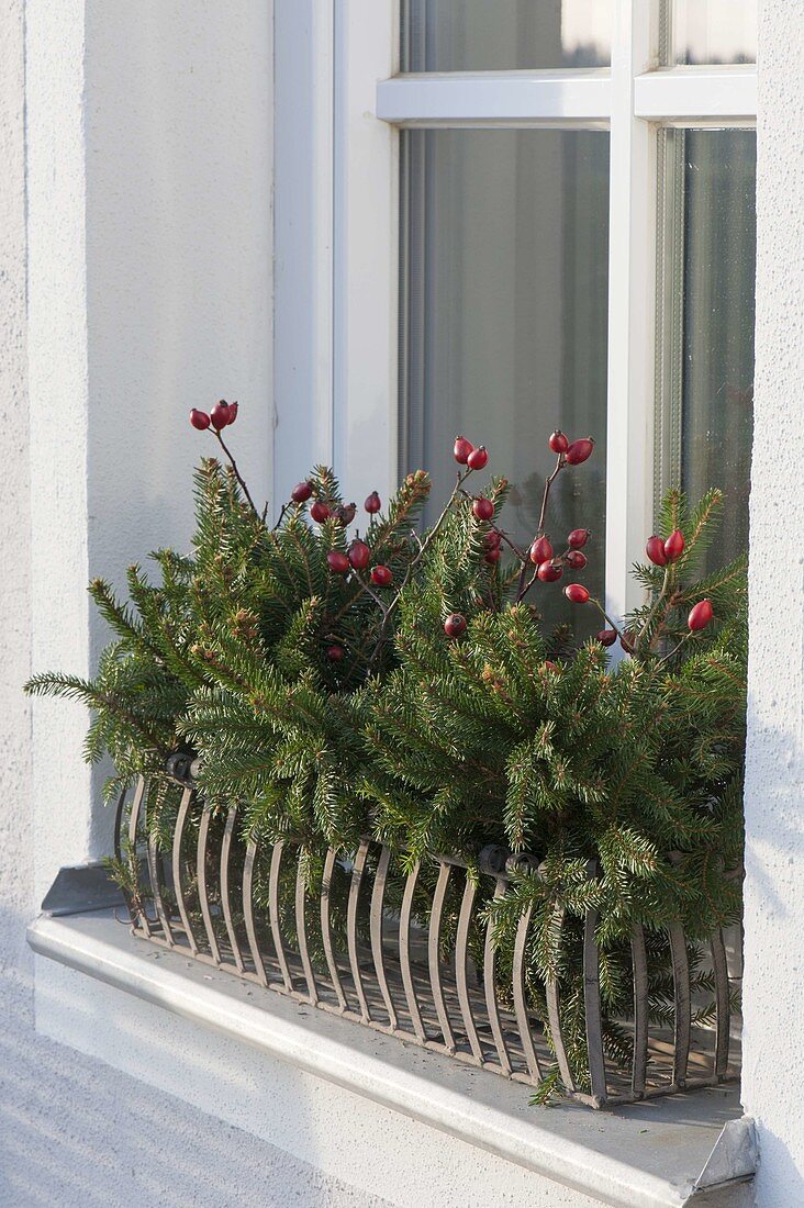 Fensterbrett vorweihnachtlich gesteckt mit Zweigen von Picea