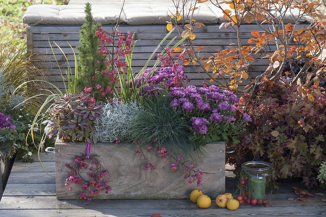 Selbstgebauter Holzkasten herbstlich bepflanzt : Chrysanthemum