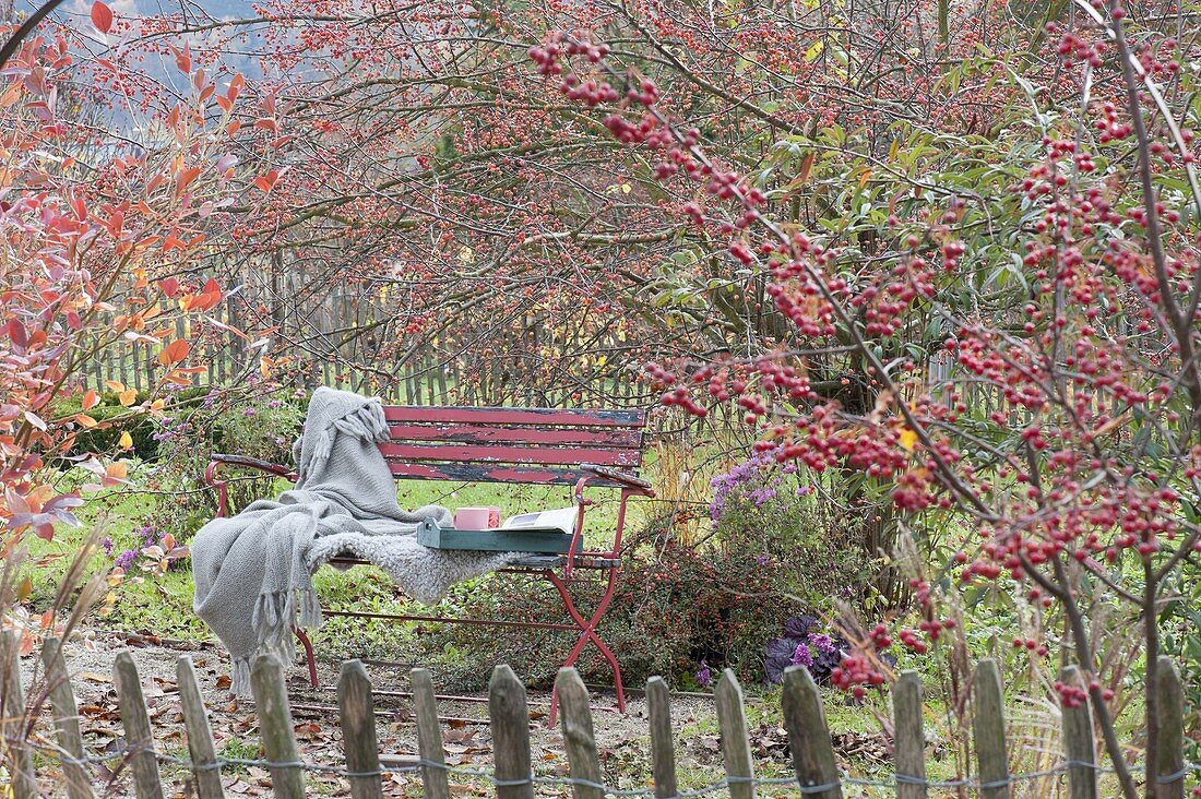 Blick über den Gartenzaun auf rote Bank, Malus (Zierapfelbaum)