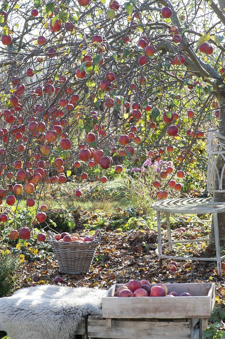 Apfelbaum (Malus) mit vielen Früchten im Spätherbst