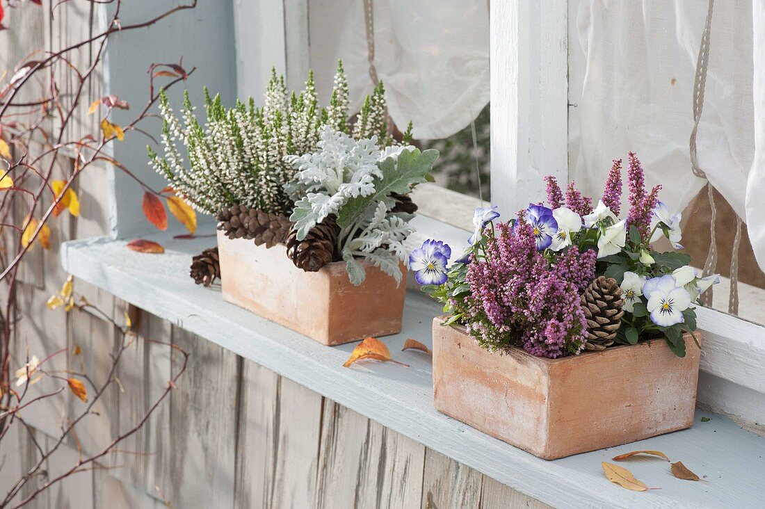 Autumn-planted terracotta boxes by the window