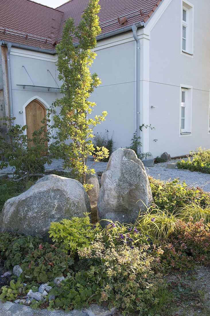 Front garden with boulders, Quercus robur 'Fastigiata'