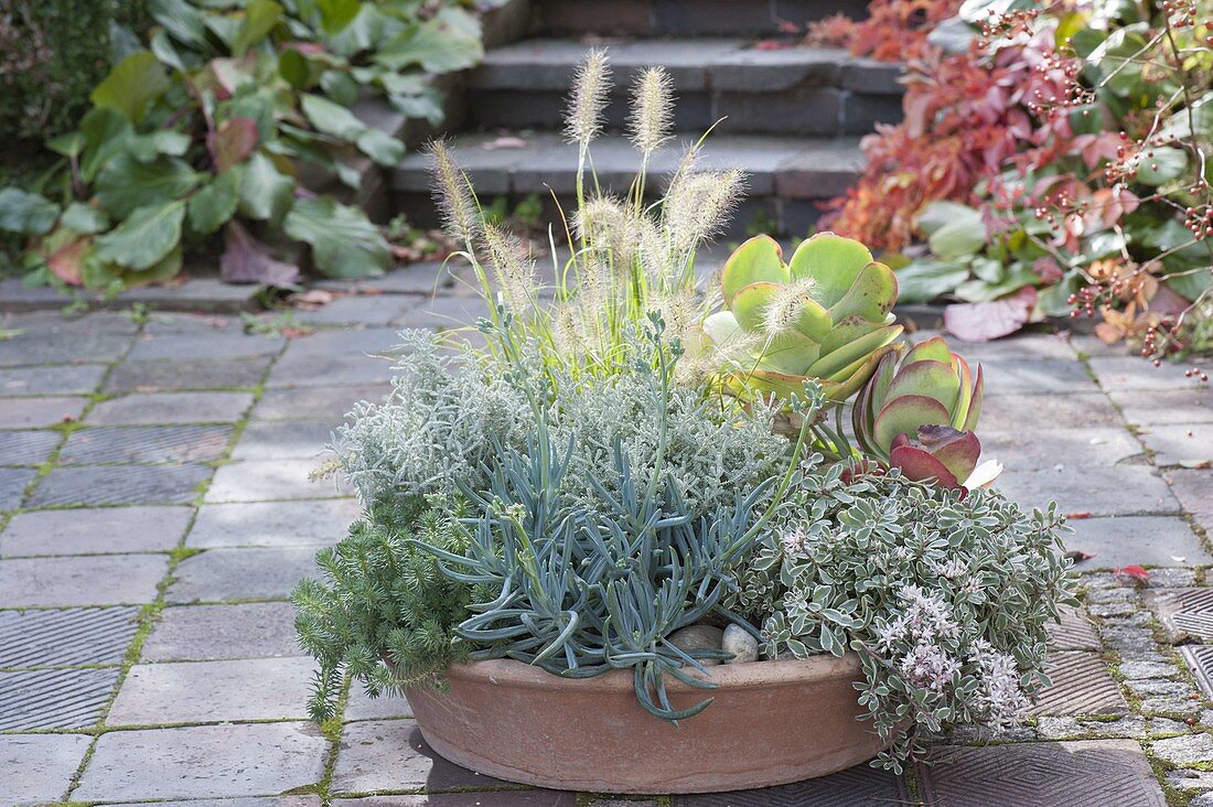 Terracotta bowl with succulents and grass