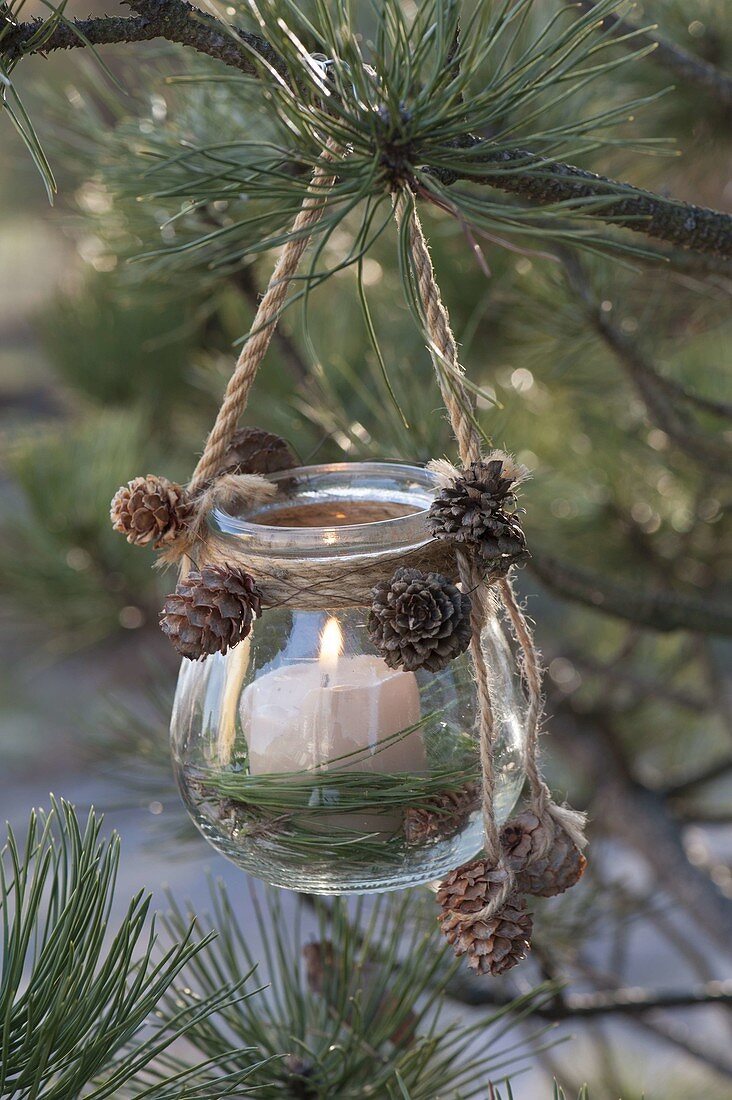 Glass hung as a lantern with cord in pinus (pine)