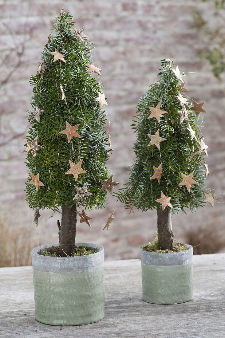 Bound Christmas trees out of Abies