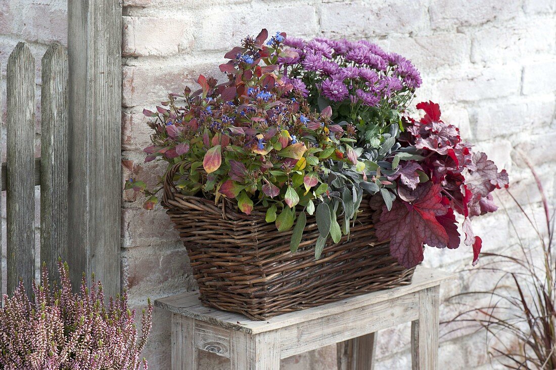Autumn-planted basket, chrysanthemum