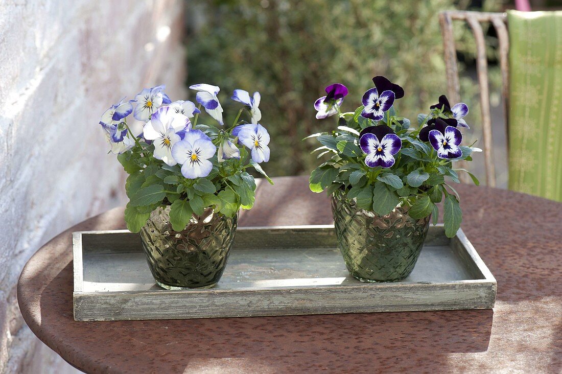 Viola cornuta 'Coconut Swirl', 'Penny Mickey' (Horned Violet)