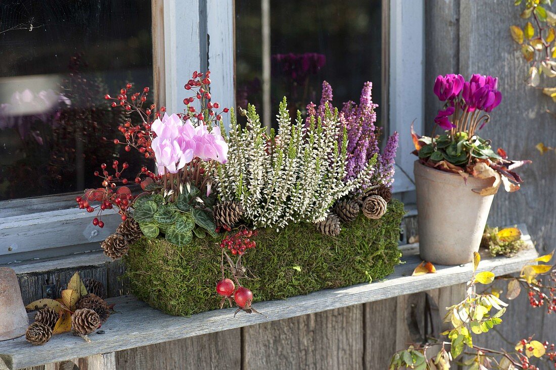 Mooskasten mit Cyclamen (Alpenveilchen), Calluna vulgaris 'Alisa'