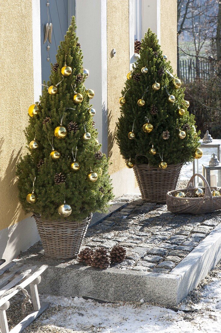 Picea glauca 'Conica' (Zuckerhutfichten) weihnachtlich geschmückt