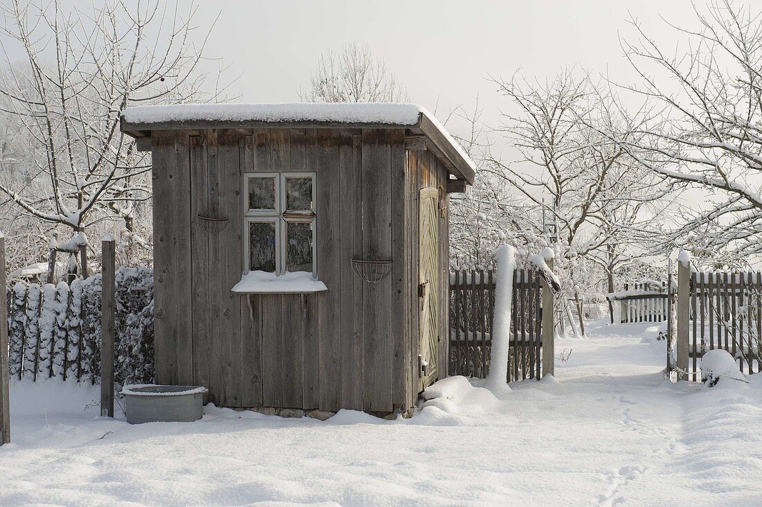 Shed in snowy cottage garden