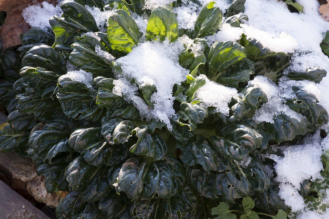Pak Choi also Pak Choy (Brassica rapa chinensis) in the snow