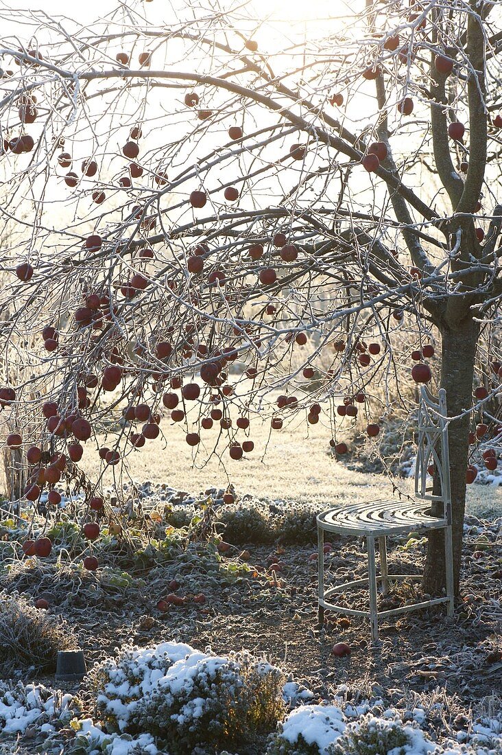 Winterlicher Garten mit Bank unter Apfelbaum (Malus)