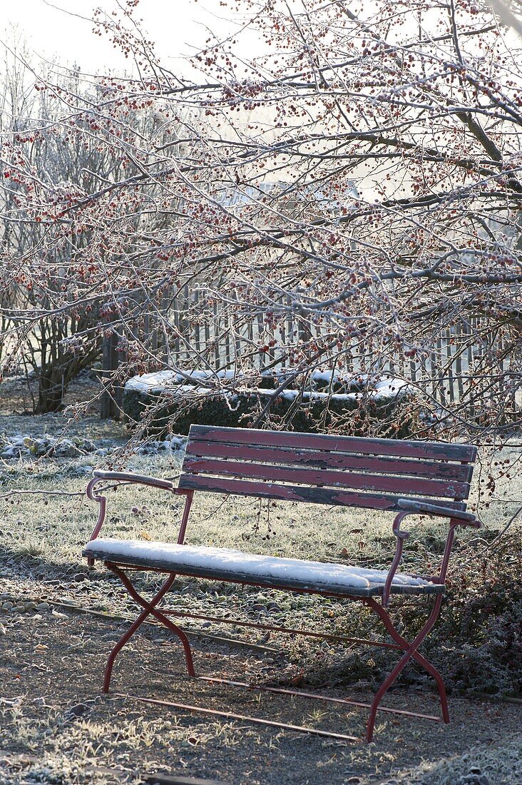 Winterlicher Garten mit roter Bank unter Malus (Zierapfelbaum)