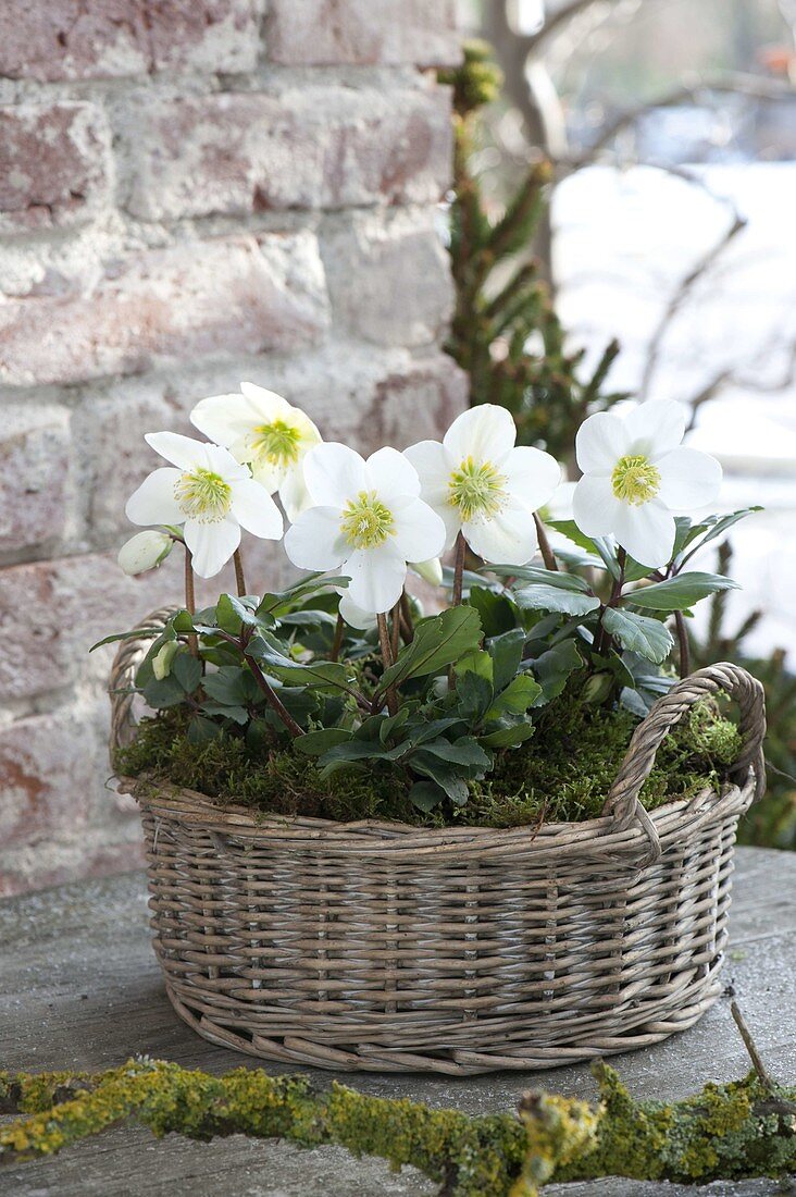 Basket planted with Helleborus niger (Christmas rose)