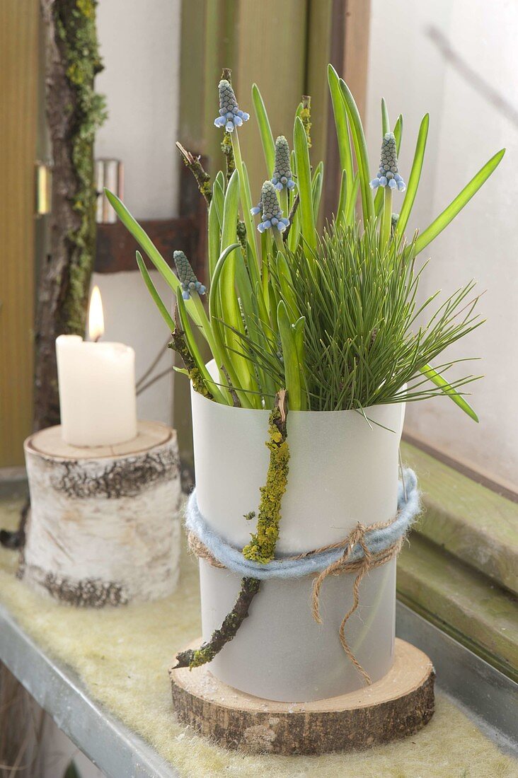 Muscari armeniacum on wooden disc in front of window