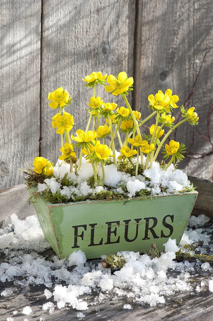 Eranthis hyemalis (winter aconite) in wooden box with snow