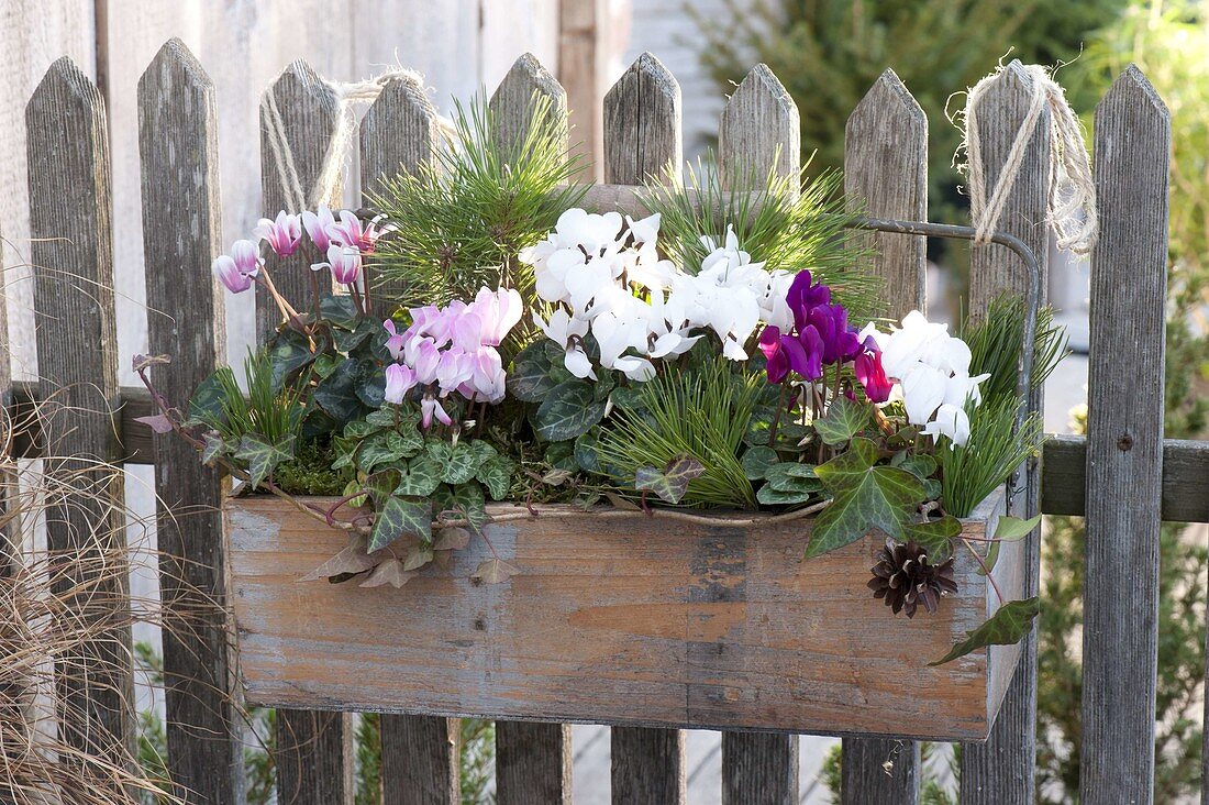 Wooden box planted with Cyclamen (cyclamen) at the wooden fence