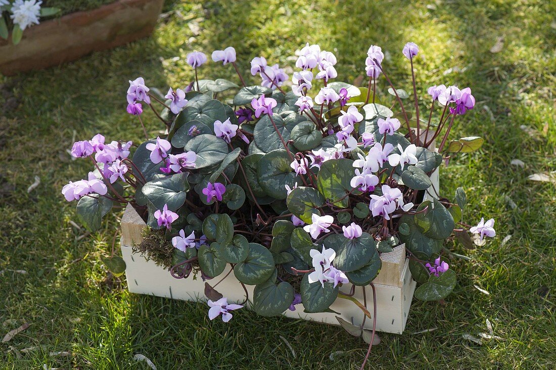 Cyclamen coum (Cyclamen) in fruit staircase on the grass