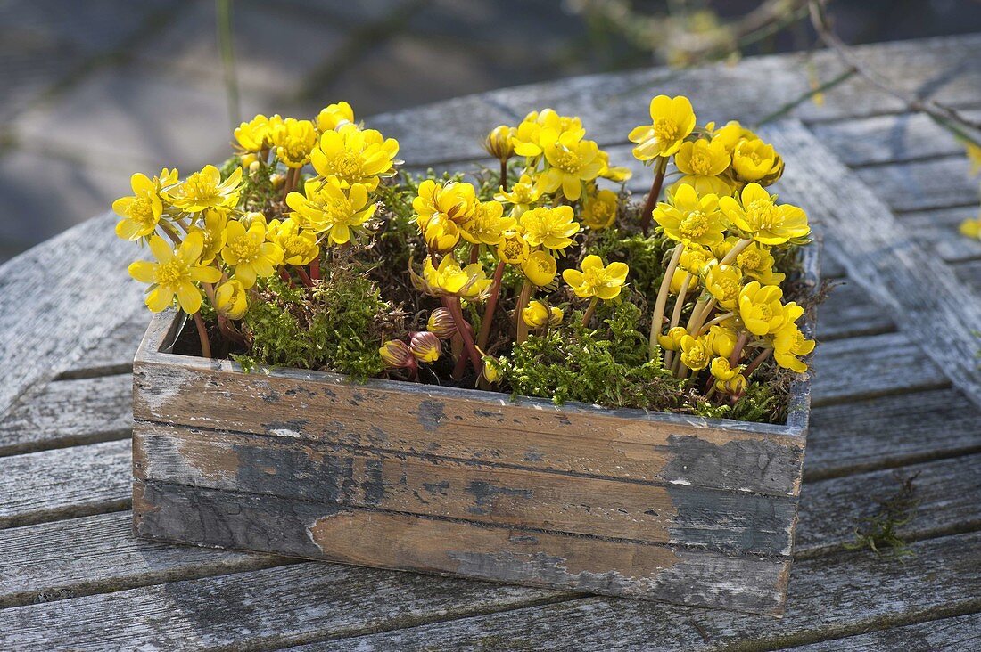 Eranthis (Winterlinge) mit Moos in Holzkasten