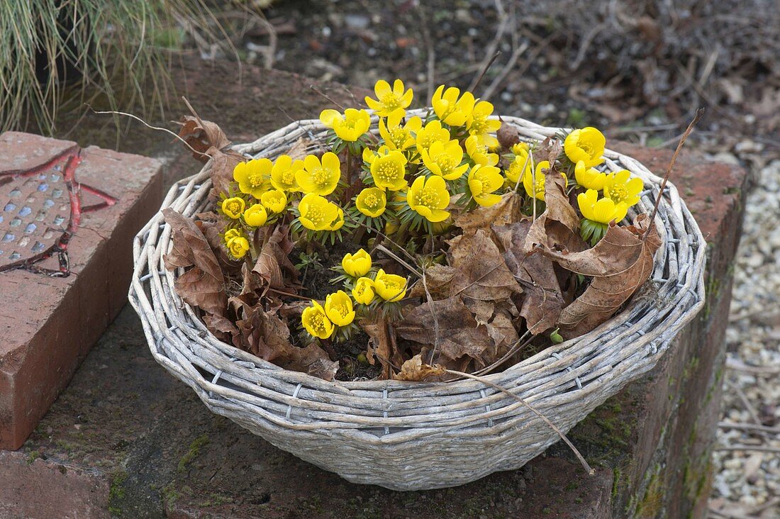 Korb mit Eranthis (Winterlingen) zwischen Herbstlaub