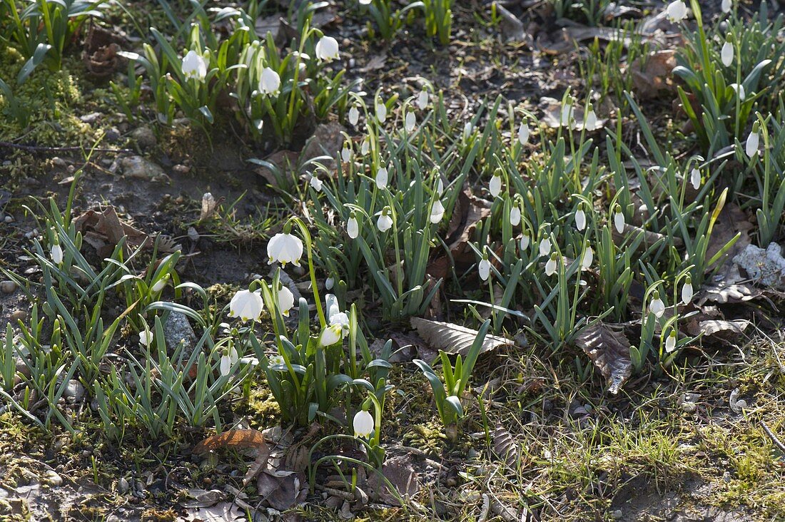Galanthus nivalis (snowdrop) and Leucojum vernum