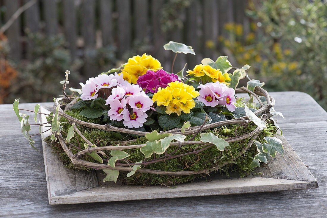 Primula acaulis (Mini-Primeln) in Kranz aus Moos