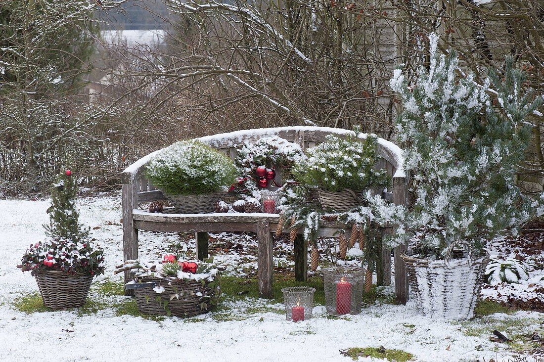 Holzbank weihnachtlich mit Pinus (Kiefer), Picea (Fichte),