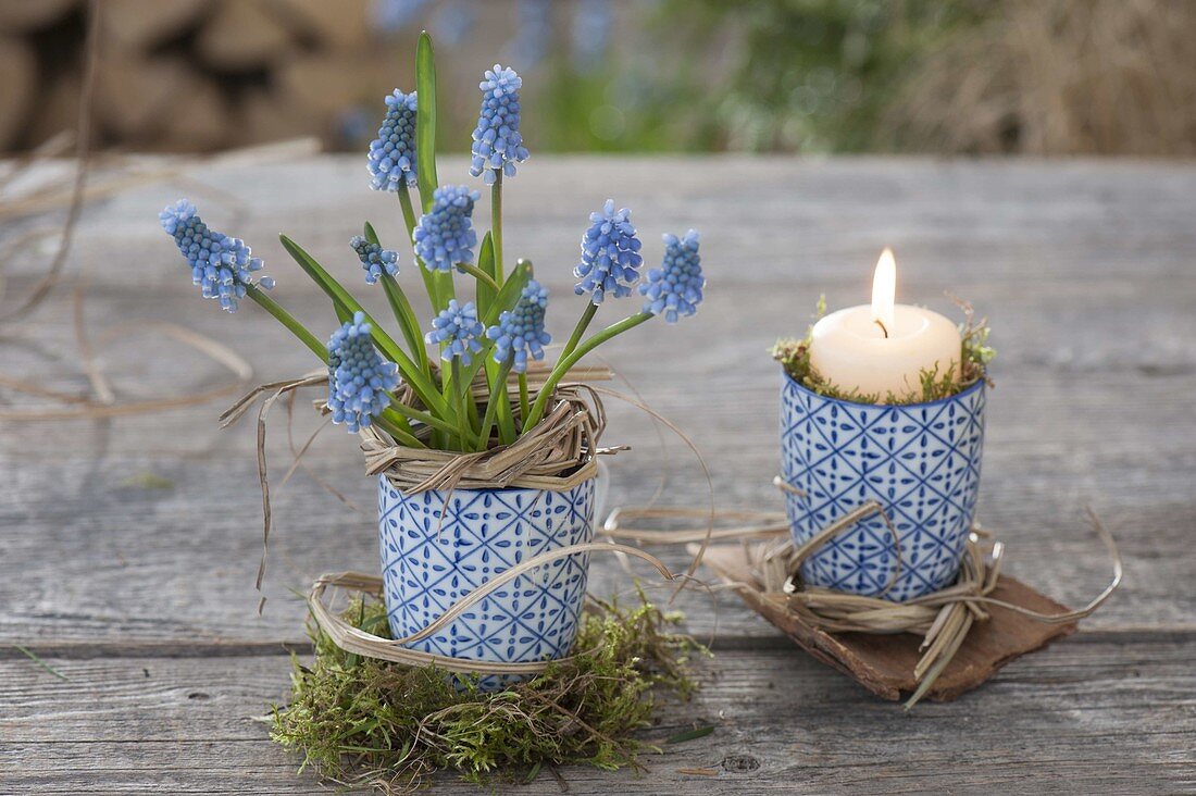 Muscari armeniacum (Traubenhyazinthen) in Tasse