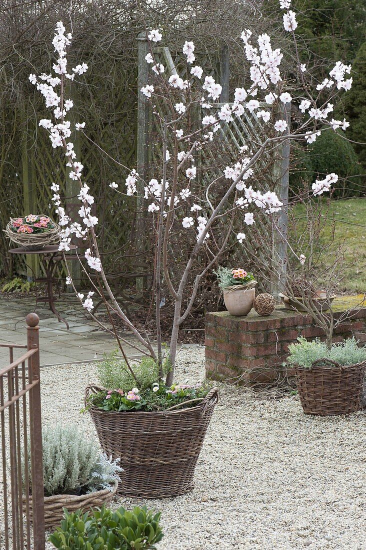 Prunus dulcis (Mandelbaum, Essmandel) unterpflanzt mit Bellis
