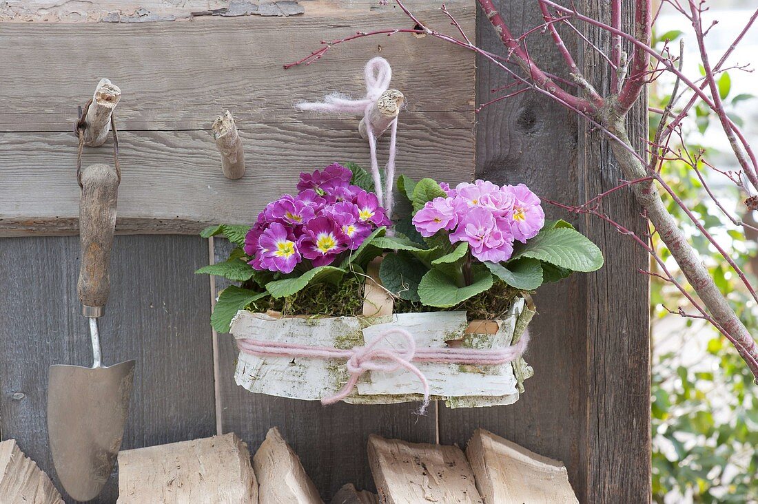 Basket with Primula acaulis, covered with birch bark