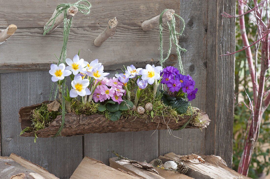 Crocus chrysanthus 'Blue Pearl' (Crocus) and Primula (Primrose)