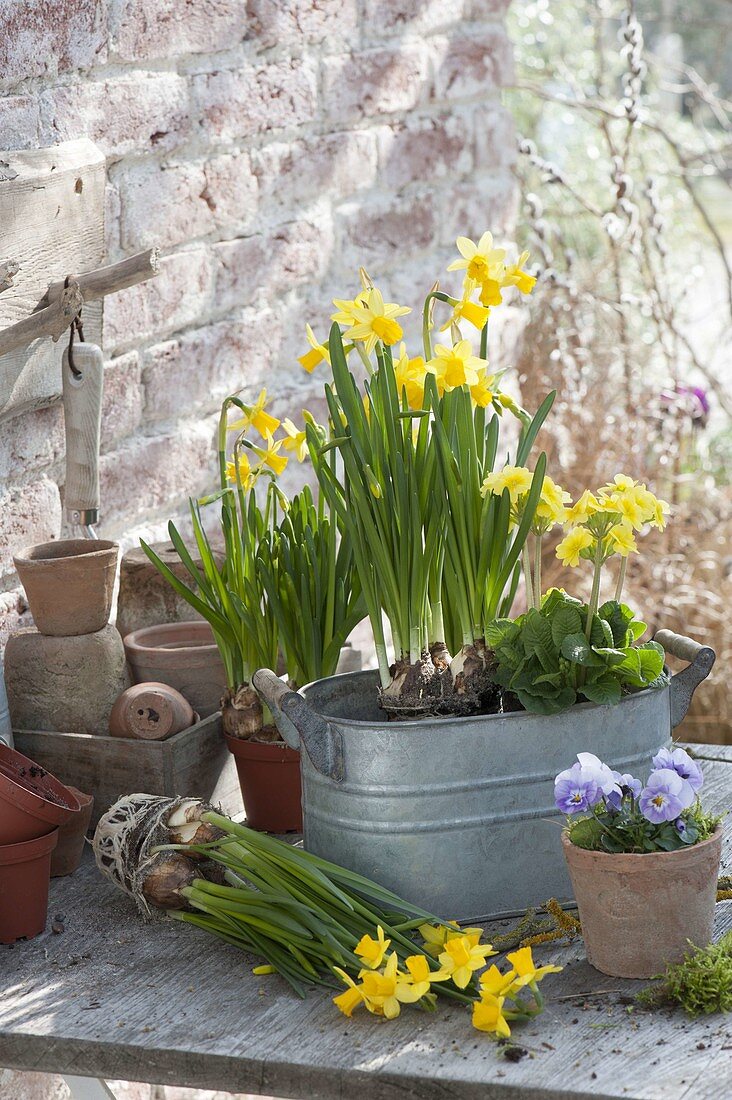 Plant Zinc jardiniere in spring
