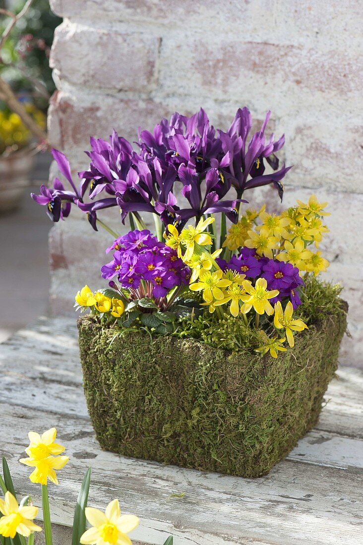 Moostopf mit Eranthis (Winterlingen), Primula acaulis (Primeln)