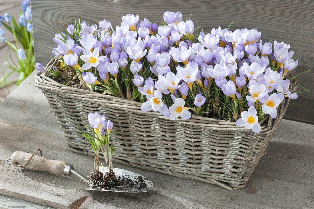 Crocus chrysanthus 'Blue Pearl' (Krokusse) im Korb und auf Handschaufel