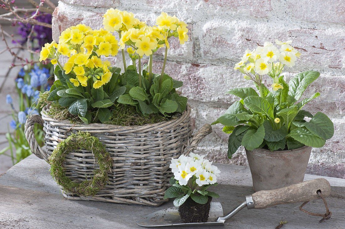 Basket and pot with primula elatior, moss-wreath
