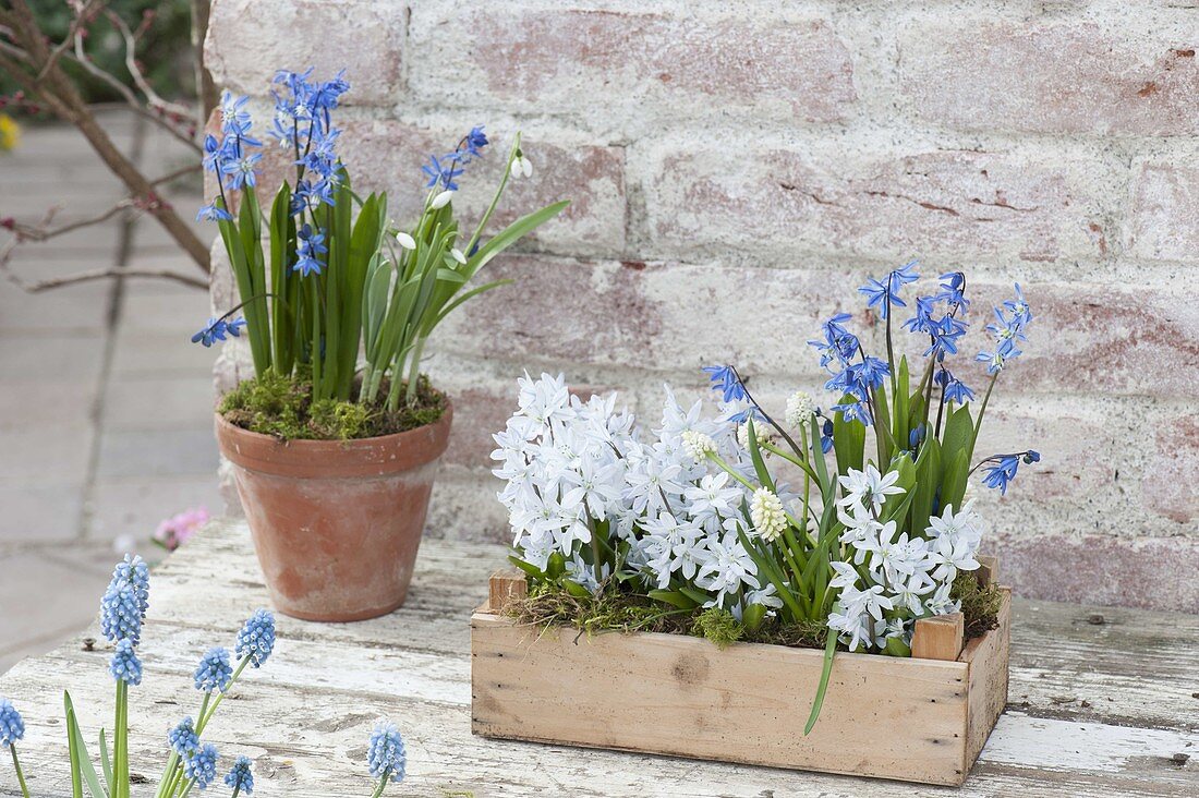 Fruit crate with scilla and muscari