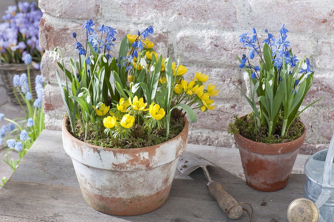 Clay pots with scilla (blue oysters), Eranthis (winter aconite)