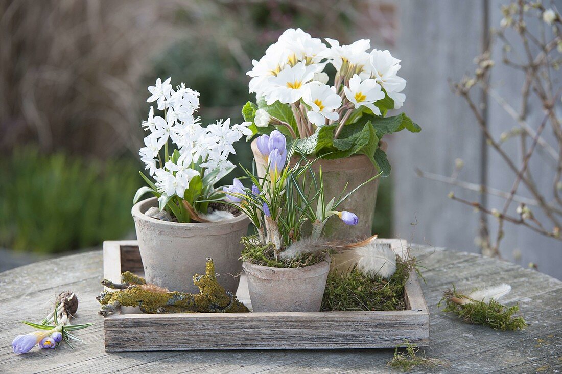Clay pots with Scilla, Primula acaulis and Crocus