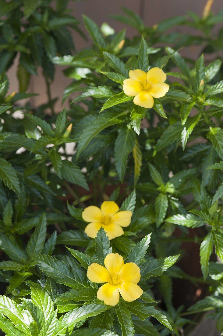 Damiana ulmifolia syn. Turnera ulmifolia is an ancient medicinal plant from Mexico