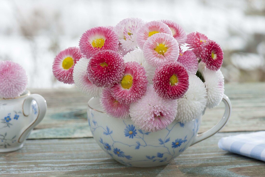 Posy from Bellis (daisies) in grandma's old flower cup