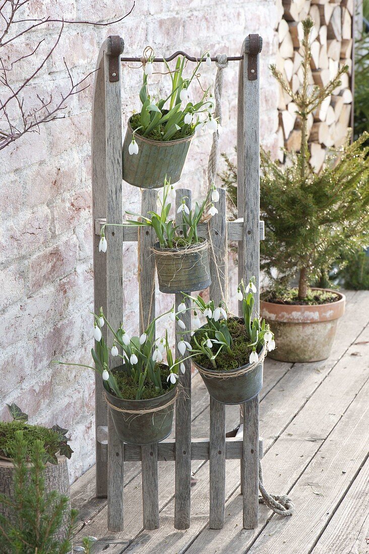 Galanthus nivalis hanged on sledges in tin pots
