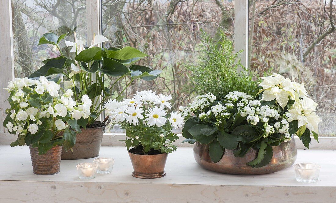 White houseplants in copper containers by the window