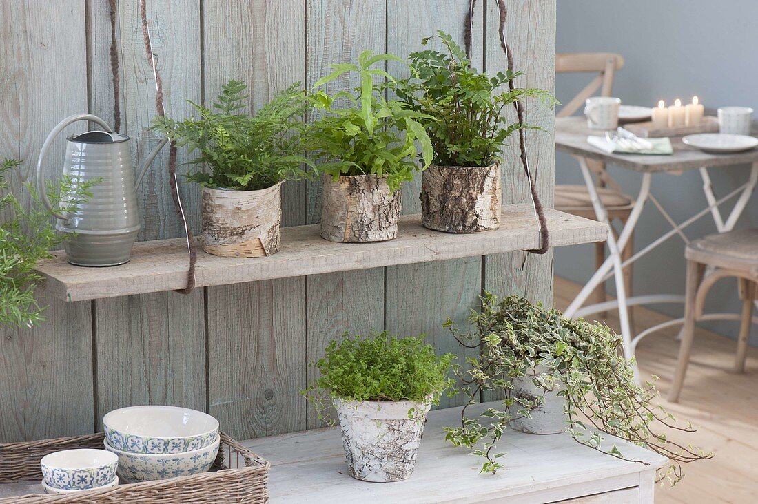 Indoor plants in pots with birch bark, hanging board saves space