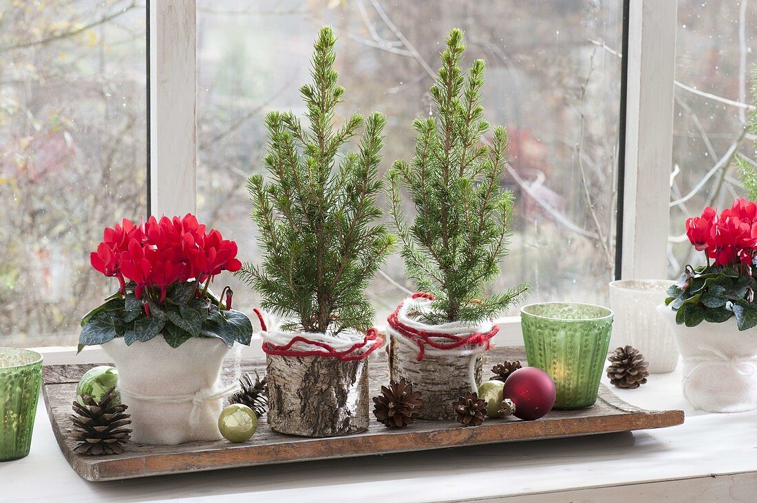 Cyclamen (Alpenveilchen) und Picea glauca 'Conica' (Zuckerhutfichten)